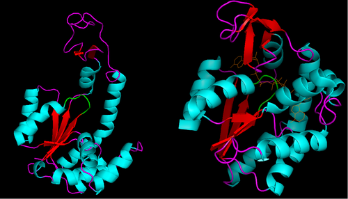 Nucleoside-phosphate kinase